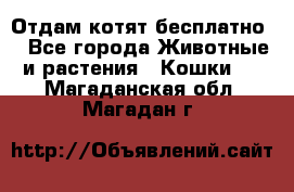 Отдам котят бесплатно  - Все города Животные и растения » Кошки   . Магаданская обл.,Магадан г.